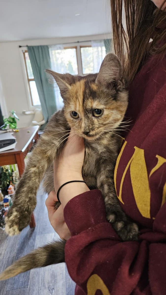 Beautiful split face calico female kitten image 3