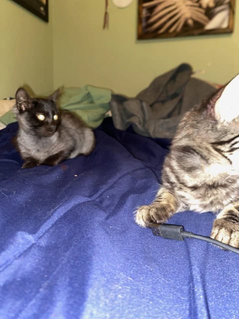 Kittens two mons old image 7