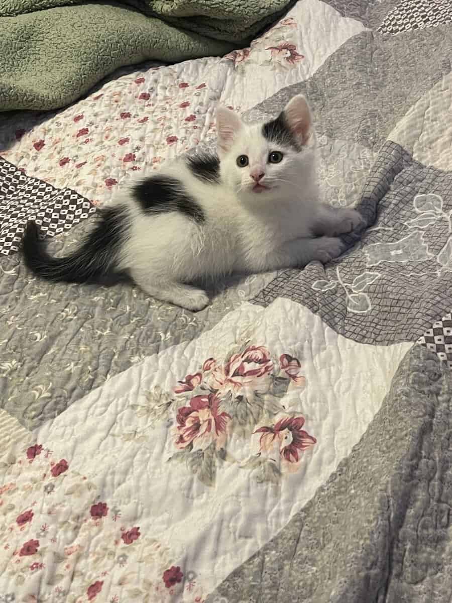 Free kittens to good home image 2