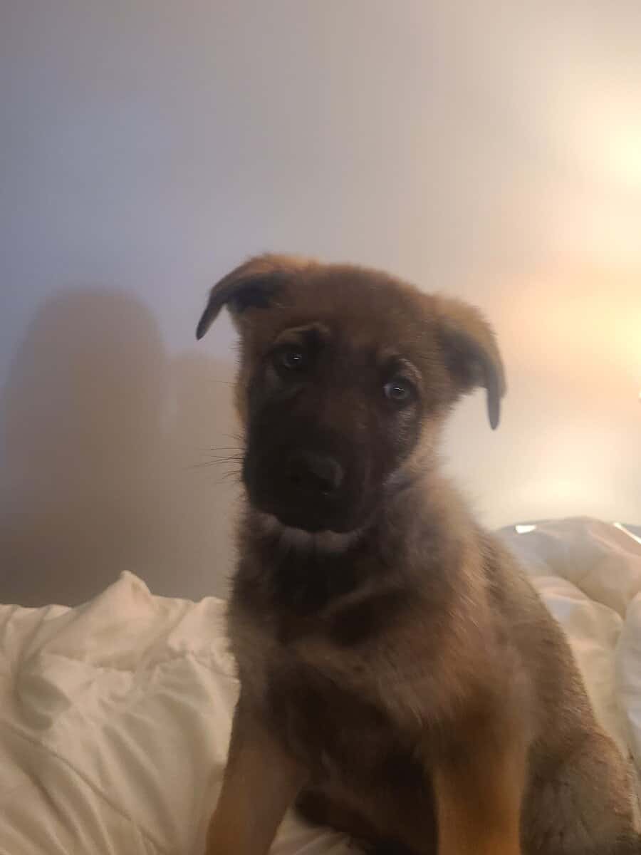 Wolf / German Shepherd Puppies - Teddy Bear image 2