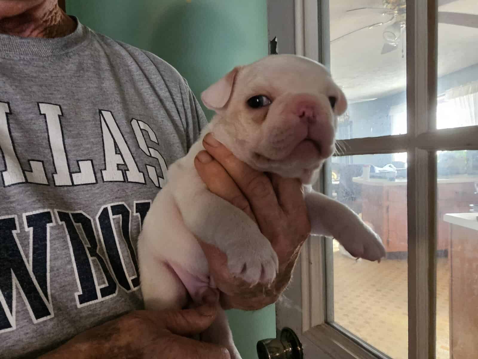 French bulldog puppies image 9