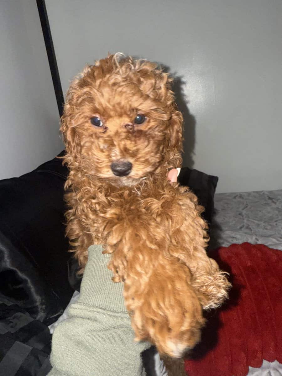 Red toy poodle image 1