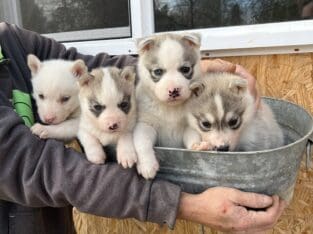 Ckc Siberian Husky pups