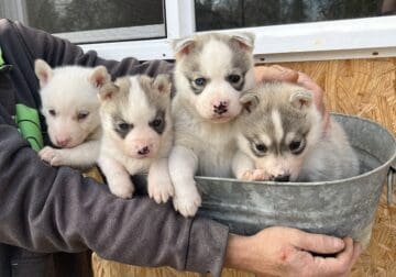 Ckc Siberian Husky pups
