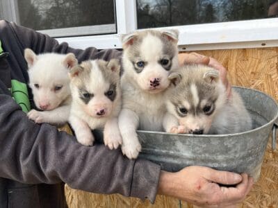 Ckc Siberian Husky pups