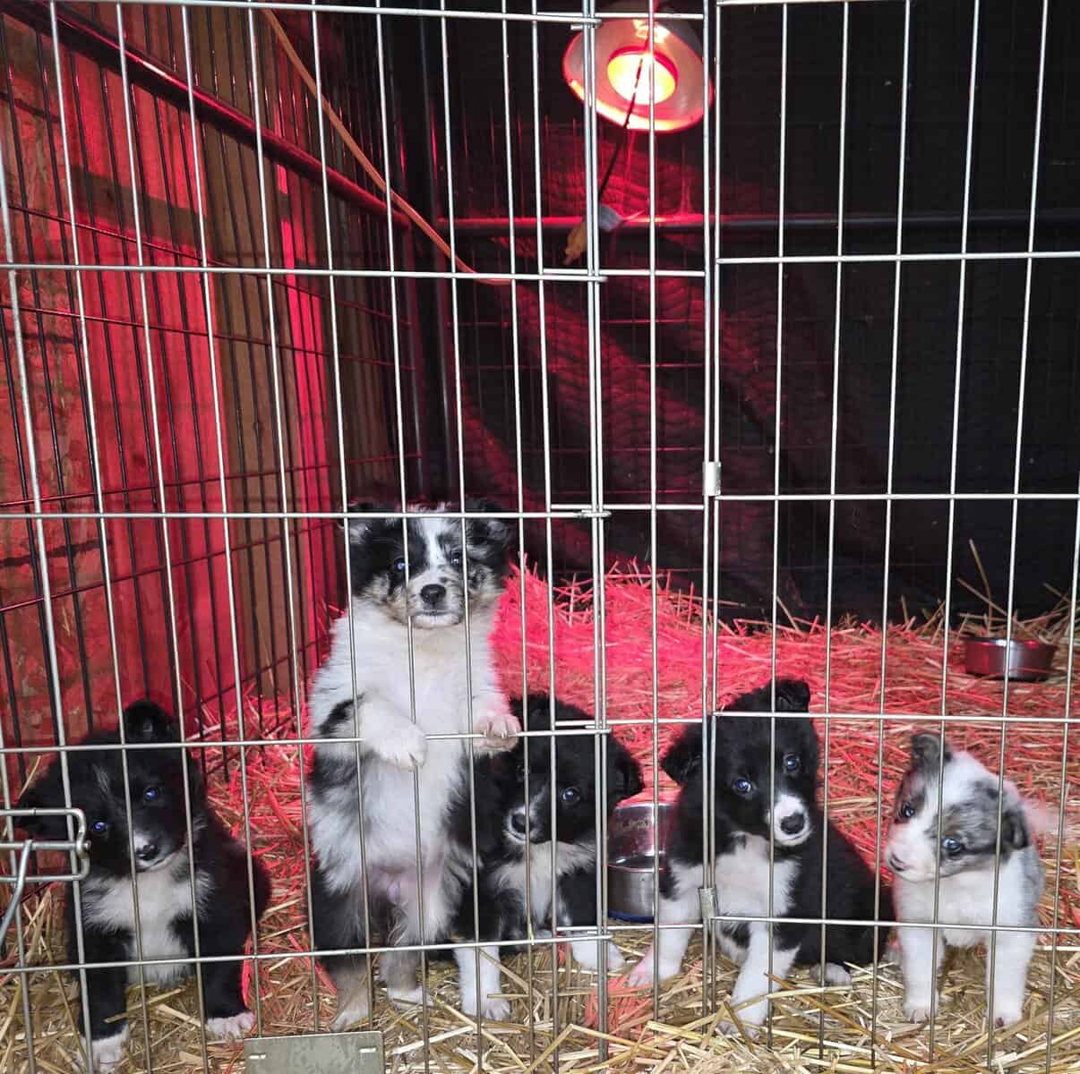 Christmas Puppies!!!...4 sold, 5 females left!!!.. image 7
