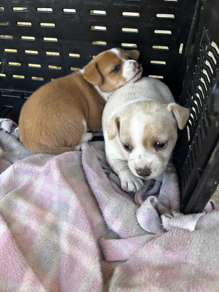 Chihuahua Puppies image 3