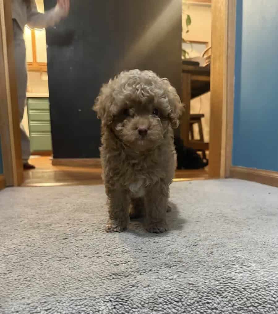 Cavapoo image 1