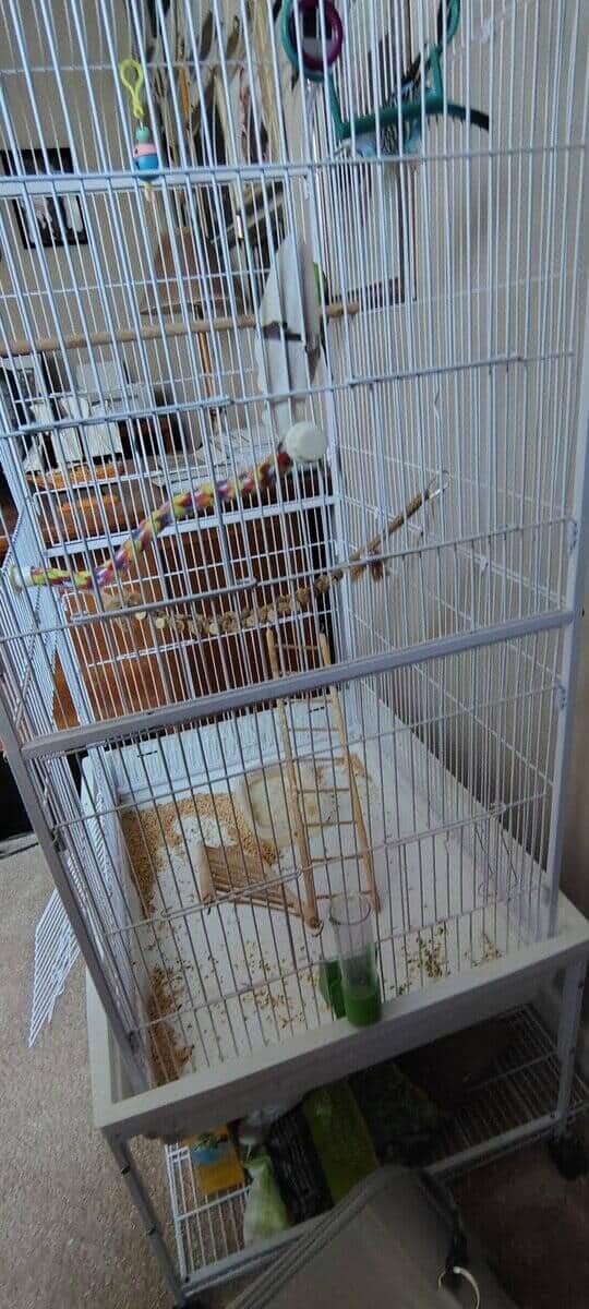 Birds with cage image 7