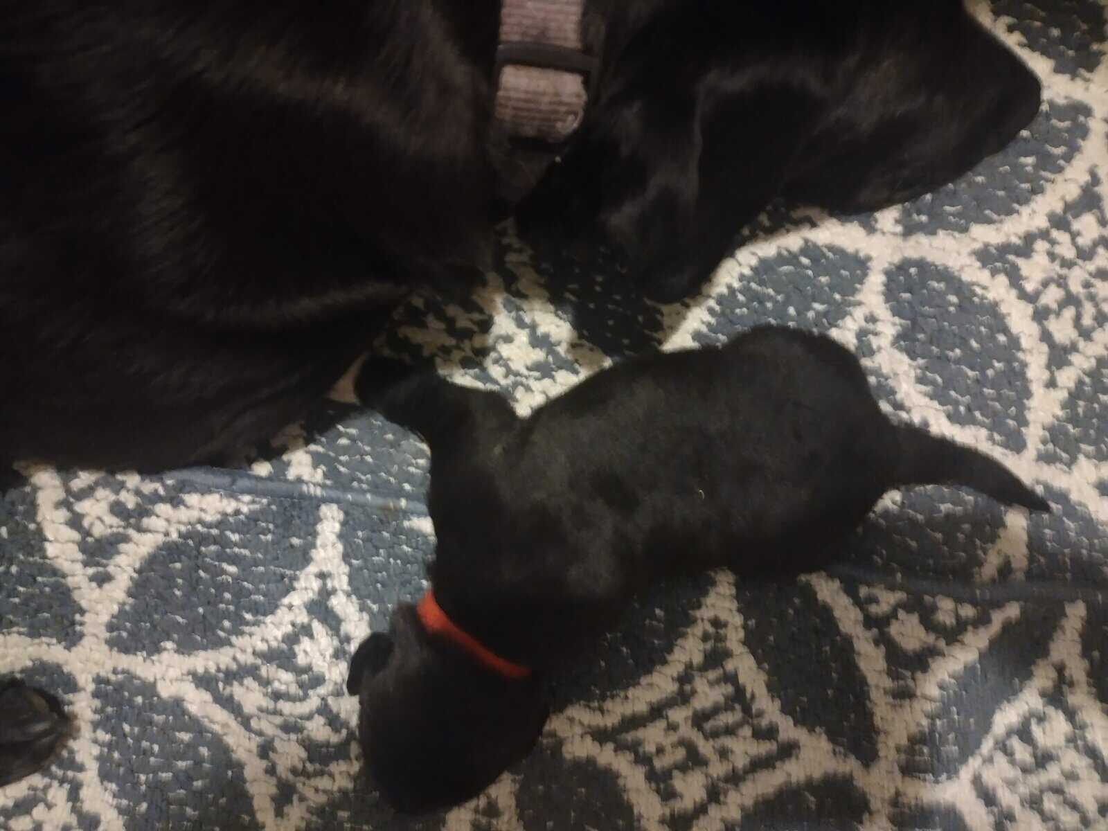 3 Black Lab/ boarder Collies male 8 weeks image 4