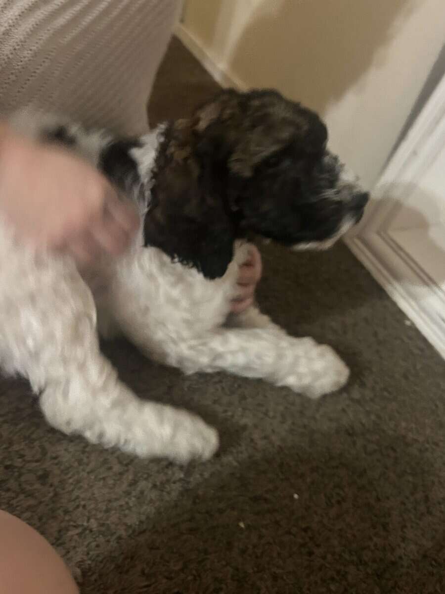 Moyen Poodle Puppies image 6