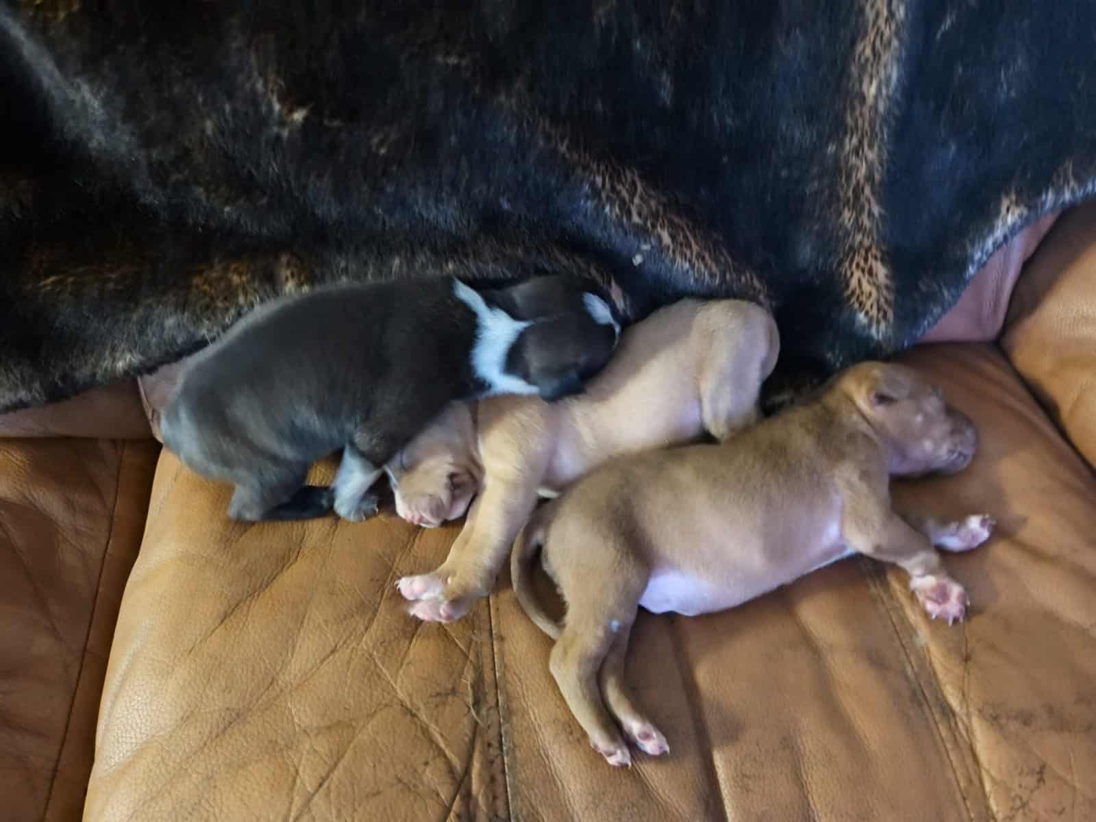 American pitt bull terrier puppies image 3