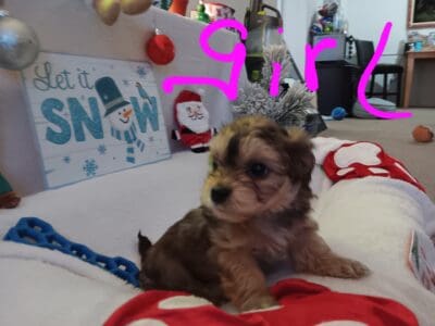 One of a kind ” Yorkie puppies 🐶