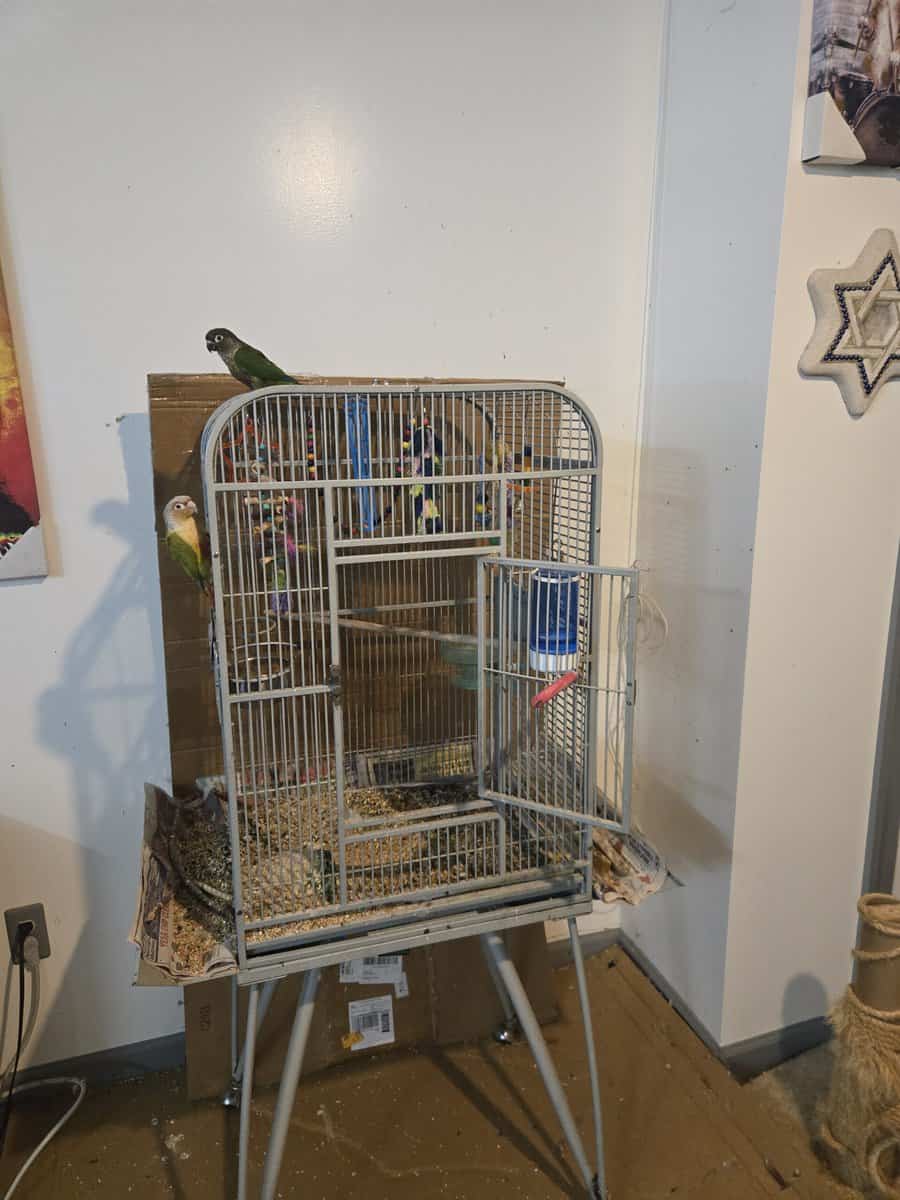 2 Pineapple & Green Cheek Conures for Sale image 5