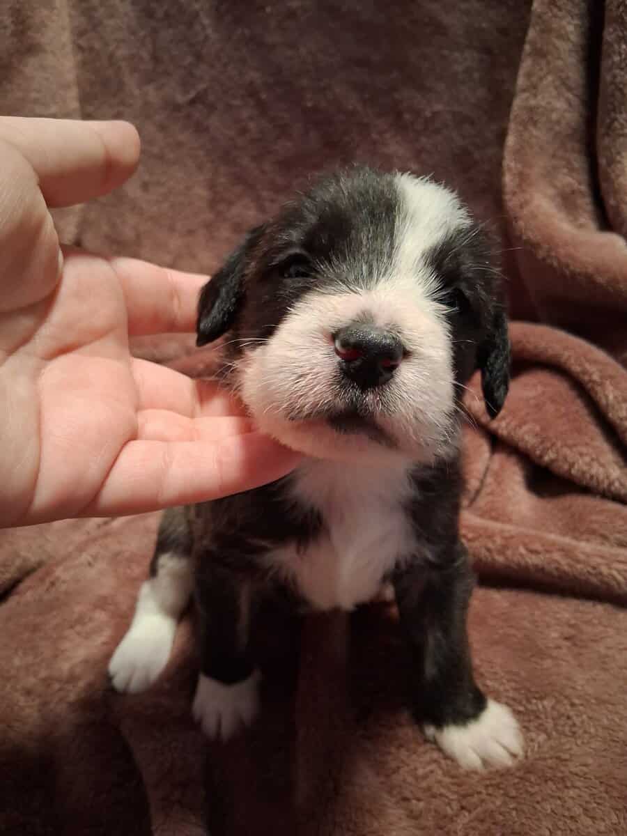 PITOODLE PUPPIES image 9
