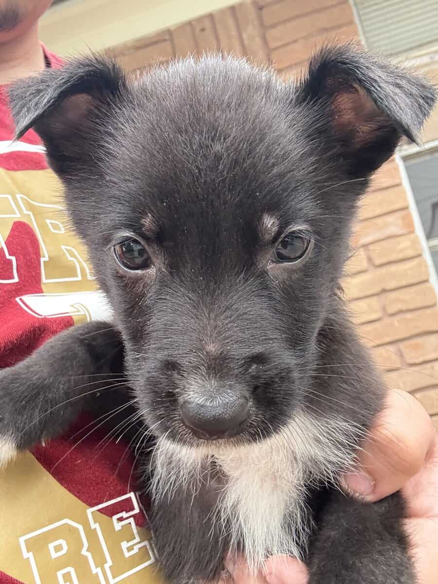German shepherd puppies image 2