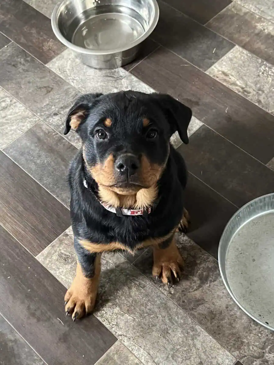 Rottweiler image 3