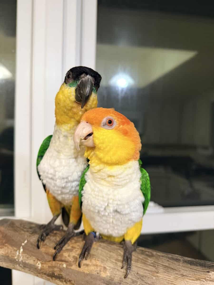 Caquie parrot image 1