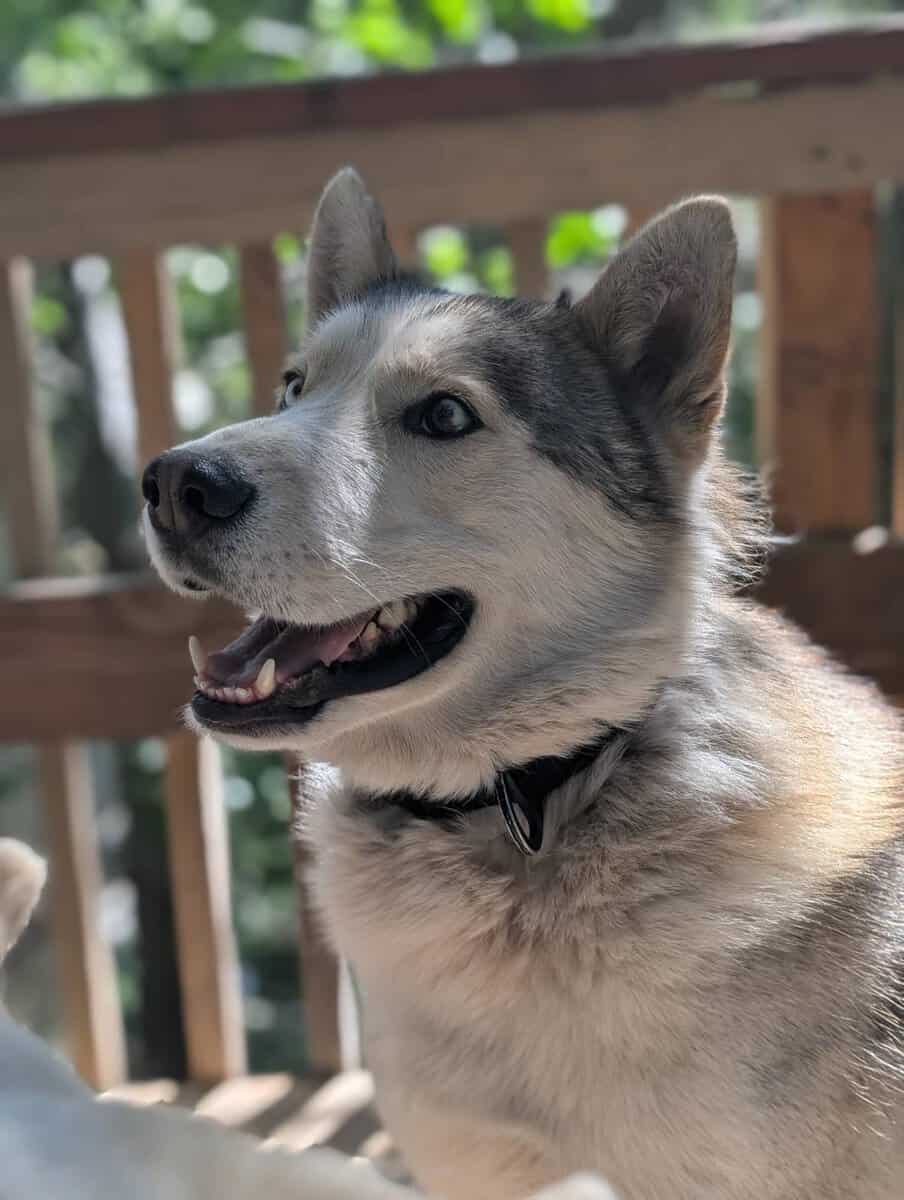 Siberian husky needs rehoming image 1