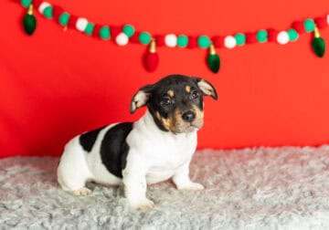 Jack russel/ Alapaha bulldog puppy indiana (Otis)