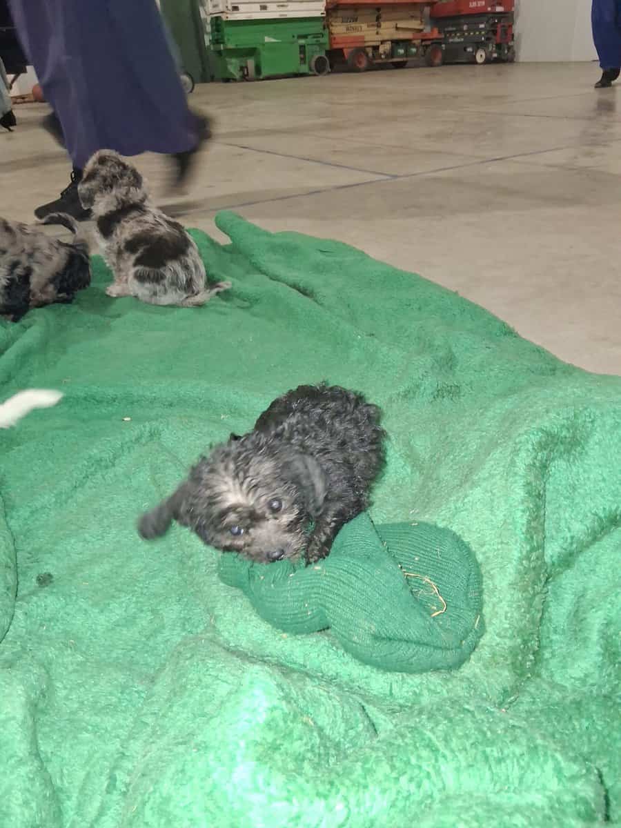 Puppies for sale image 1