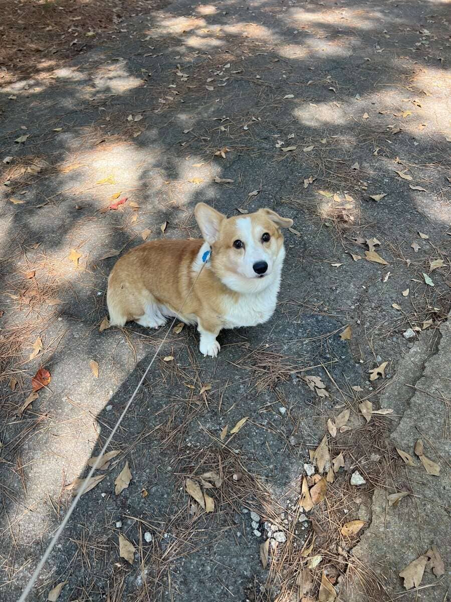 4yr old male corgi “Freddie” image 3