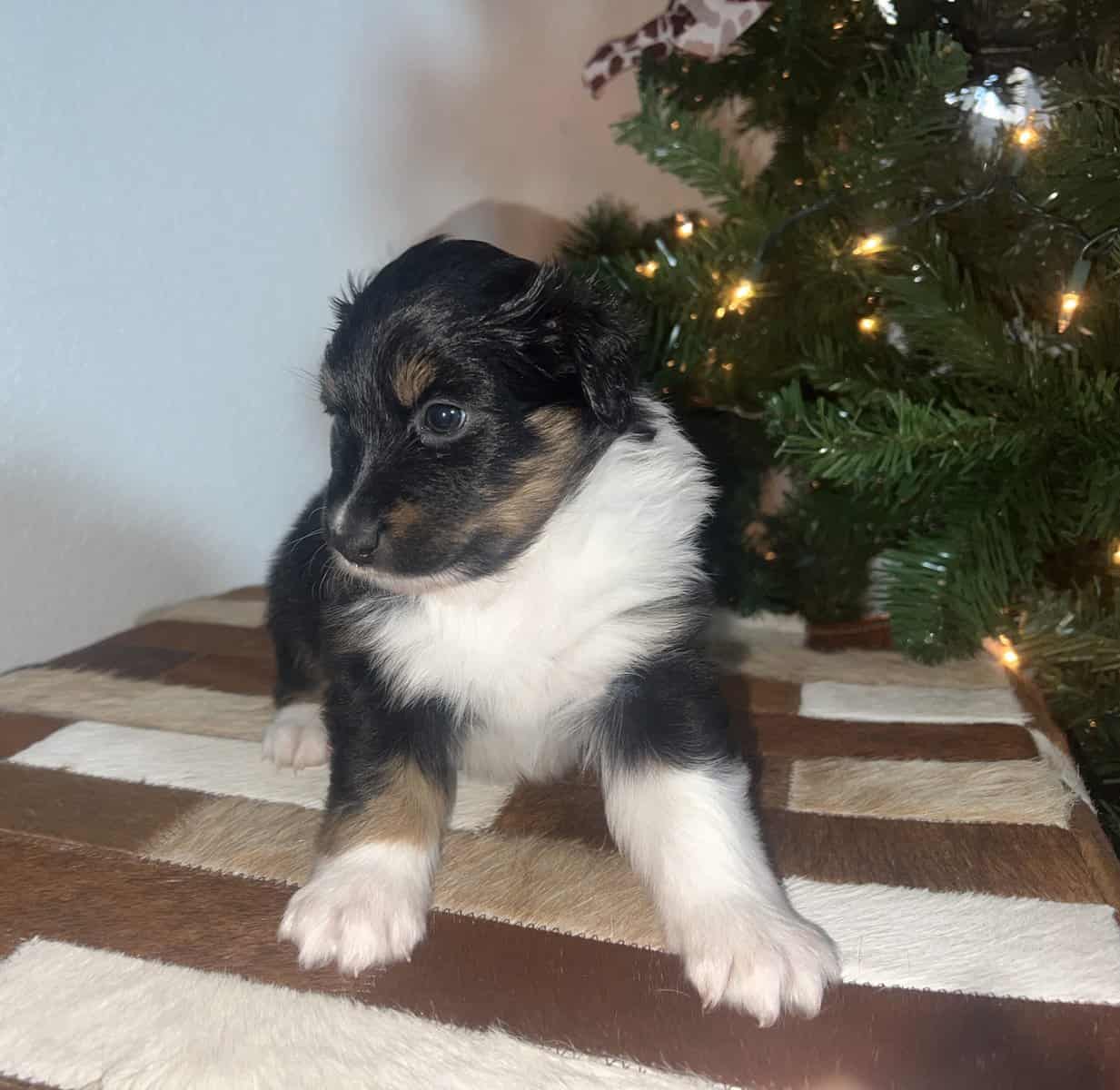 Toy/mini Aussie image 5
