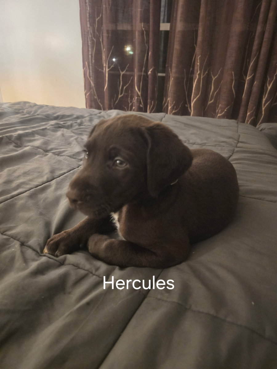 Silver lab /german wired pointer mix image 1