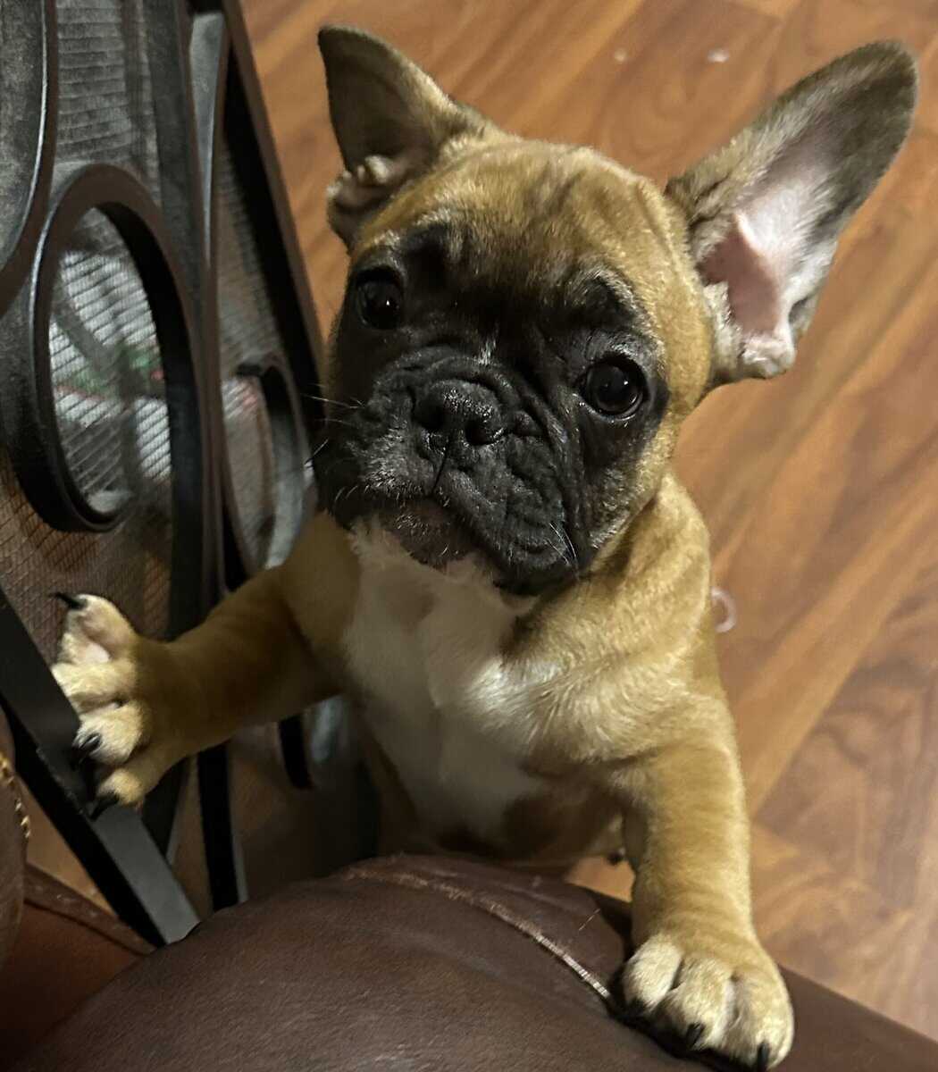 Rehoming 6 AKC French Bulldogs Available NOW image 4