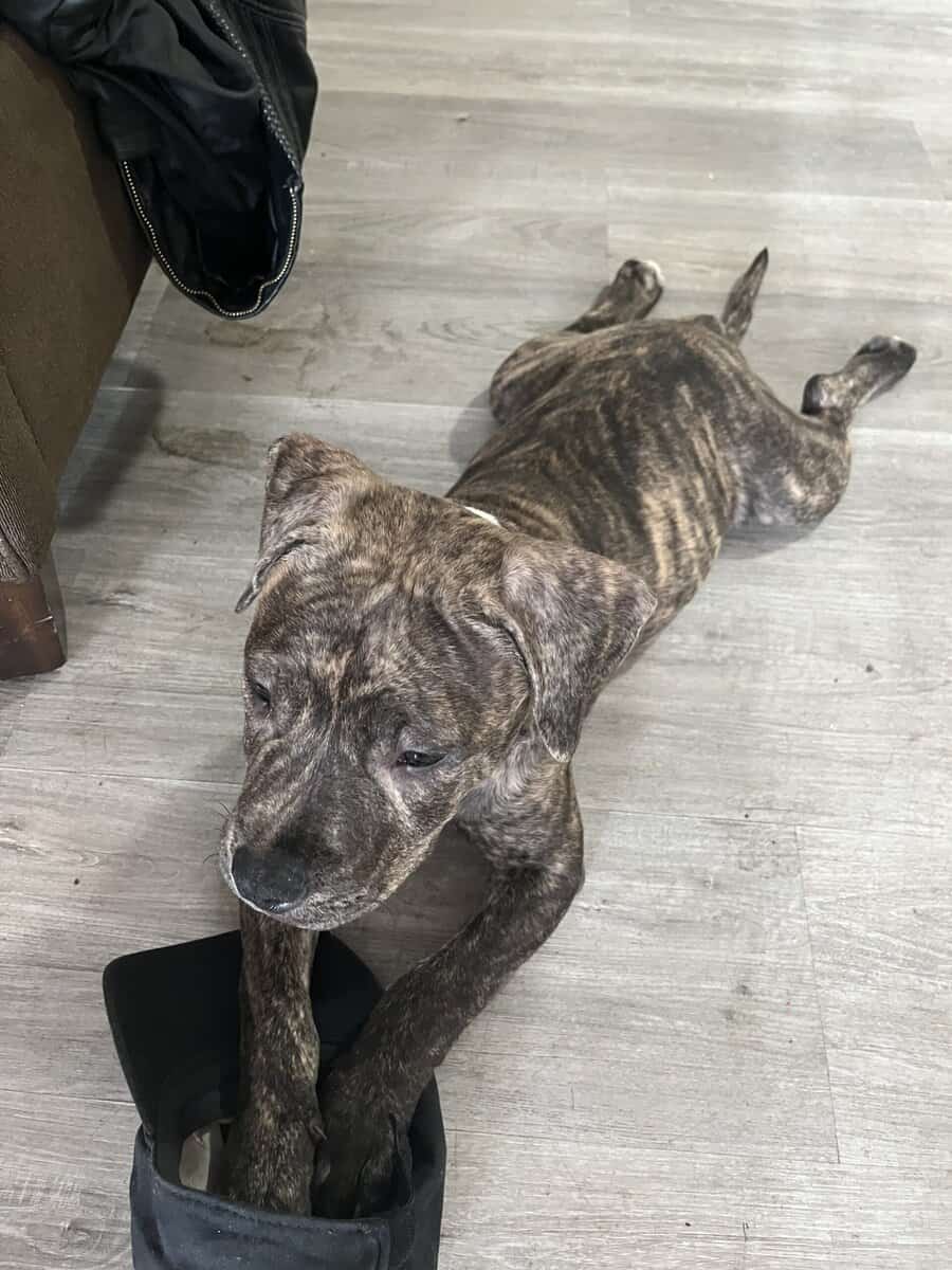 Female pitbull puppy for sale image 5