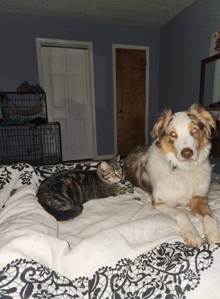 Fun happy Aussie needs home image 3