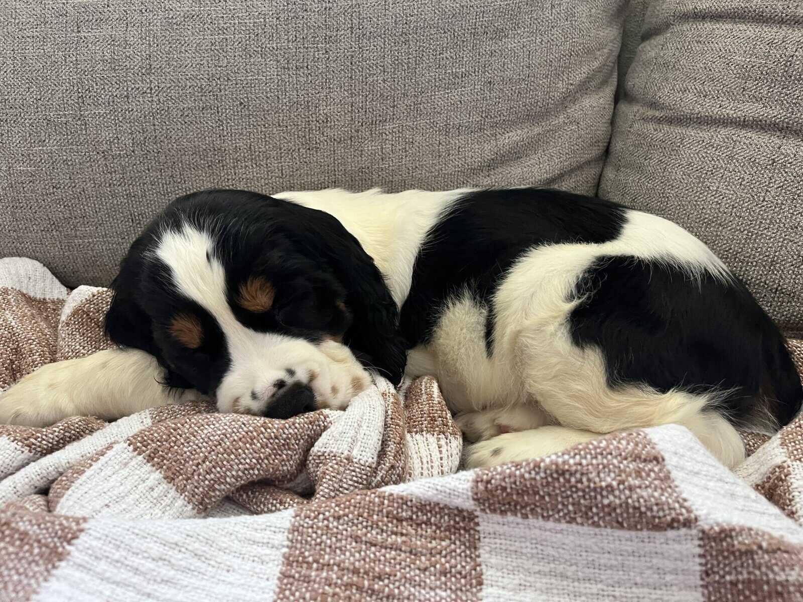 English Springer Spaniel image 6