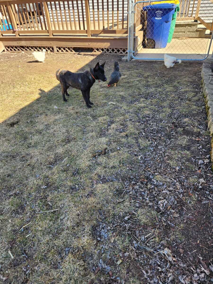 Dutch shepherd image 1