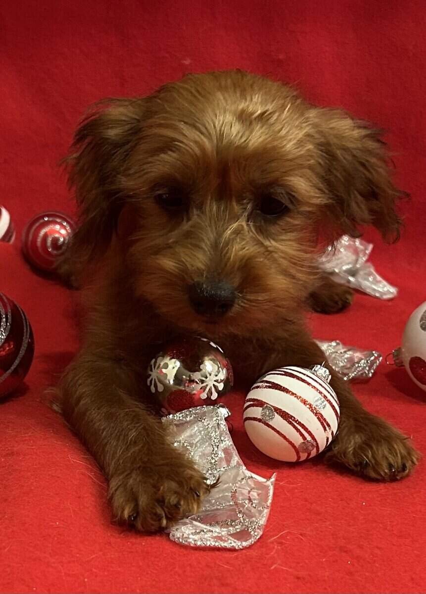 YORKIEPOO PUPPIES image 2