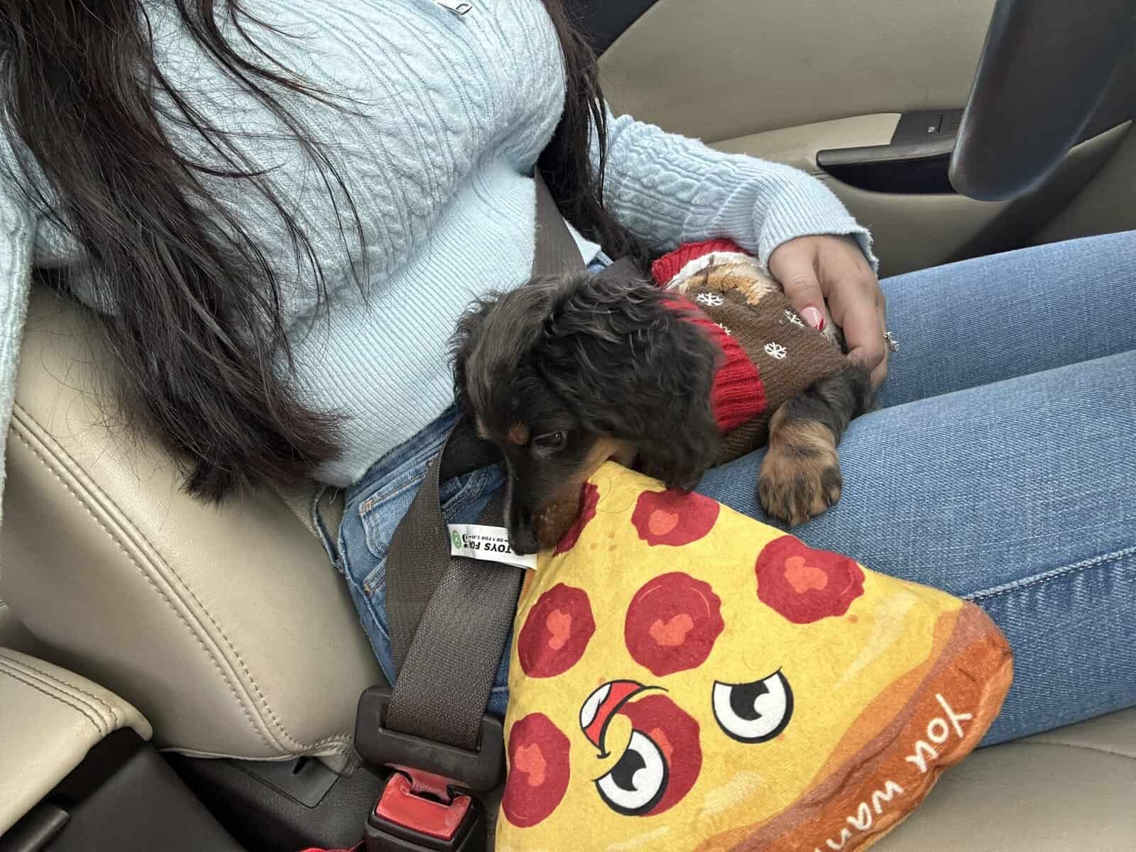 Puppy dachshund. image 2