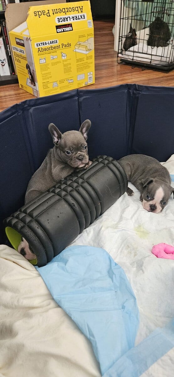 Frenchie puppies looking for forever homes image 2