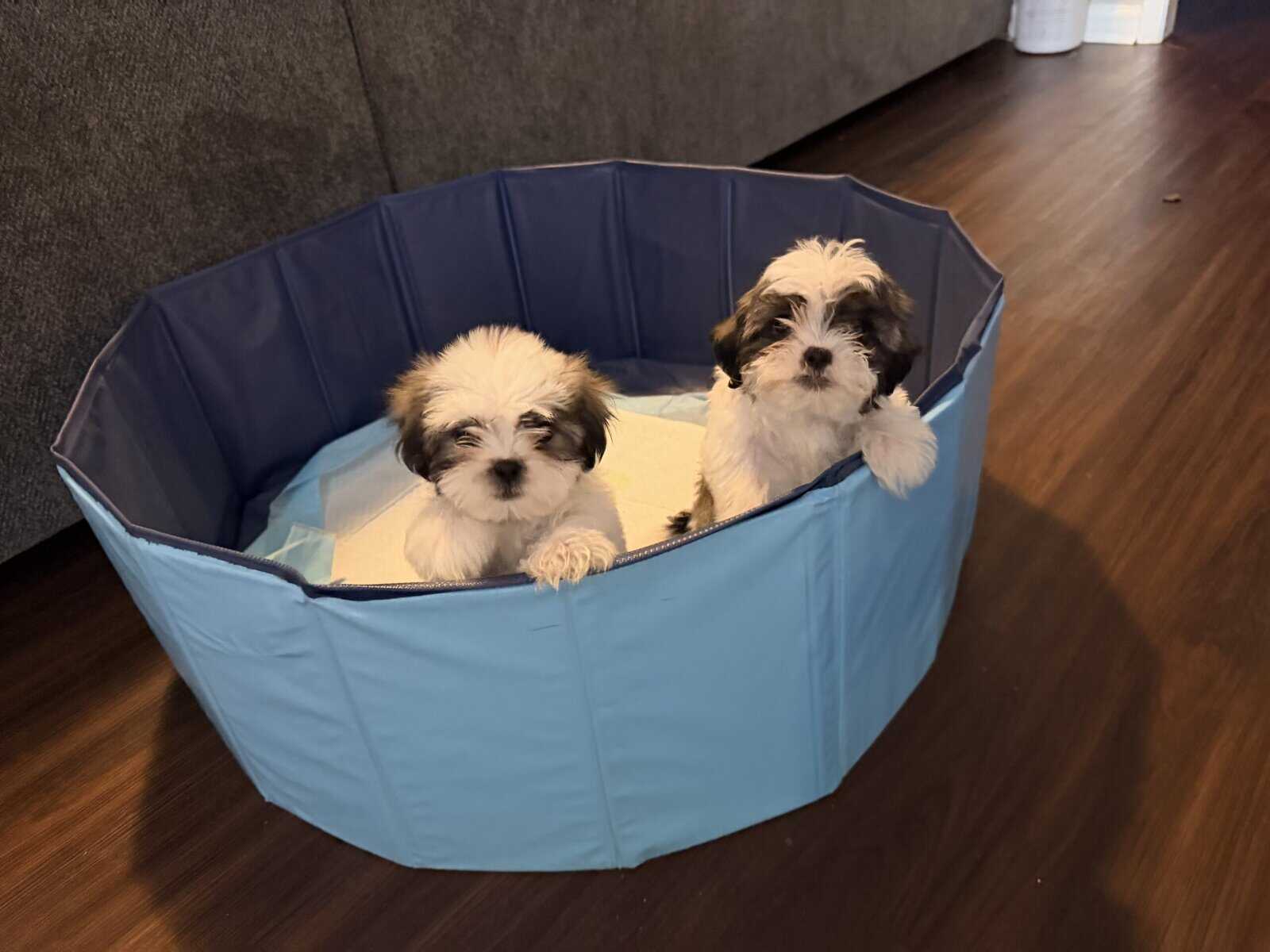 Shih Tzus image 2