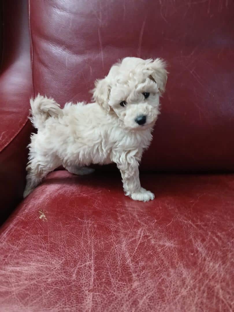 Toy Poodle image 5