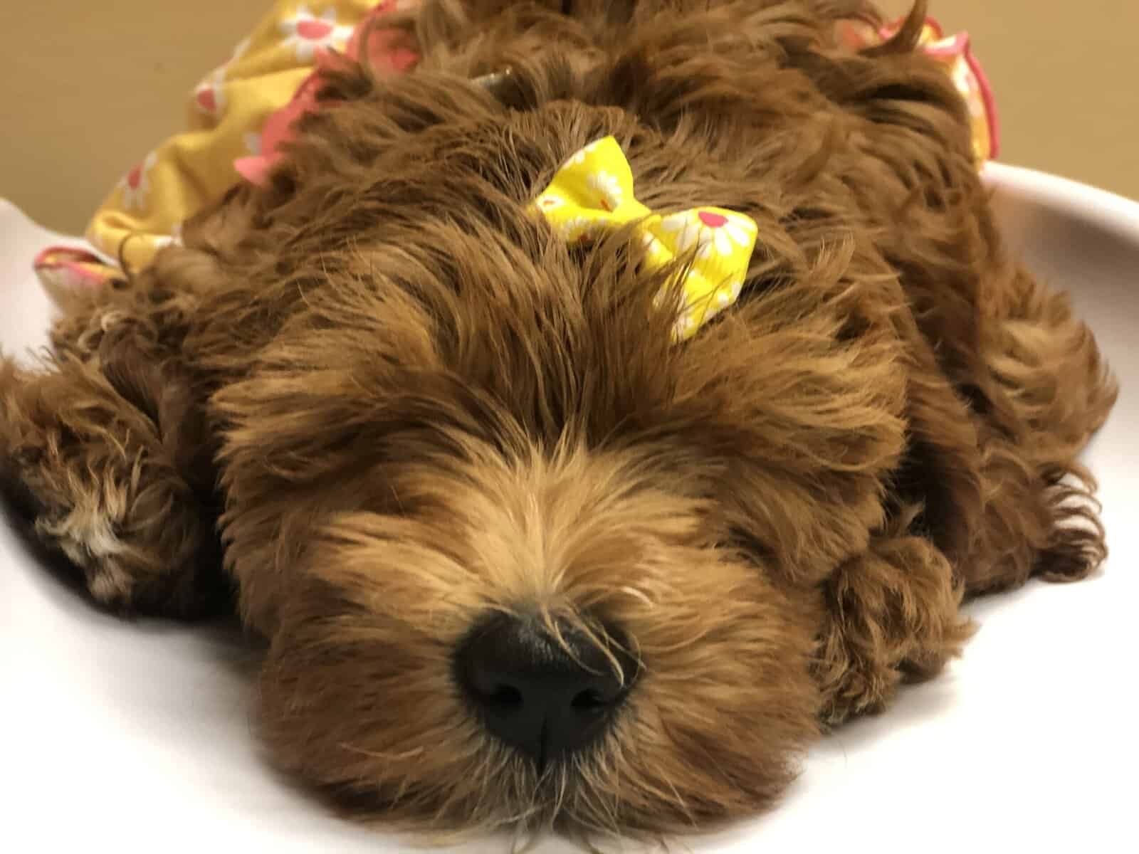 Mini Goldendoodle – Loving Family Dog Seeking New image 2