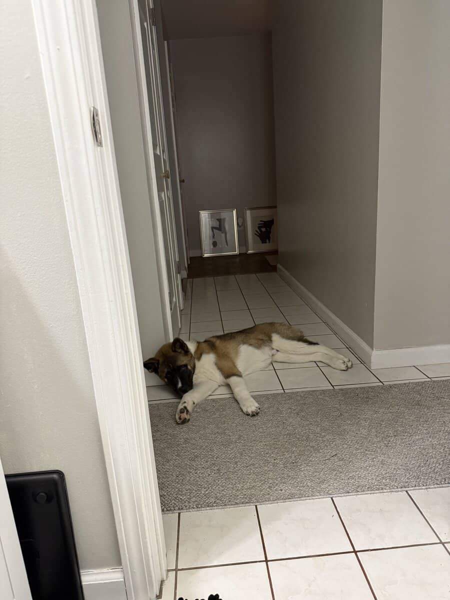 Akita for sale image 3
