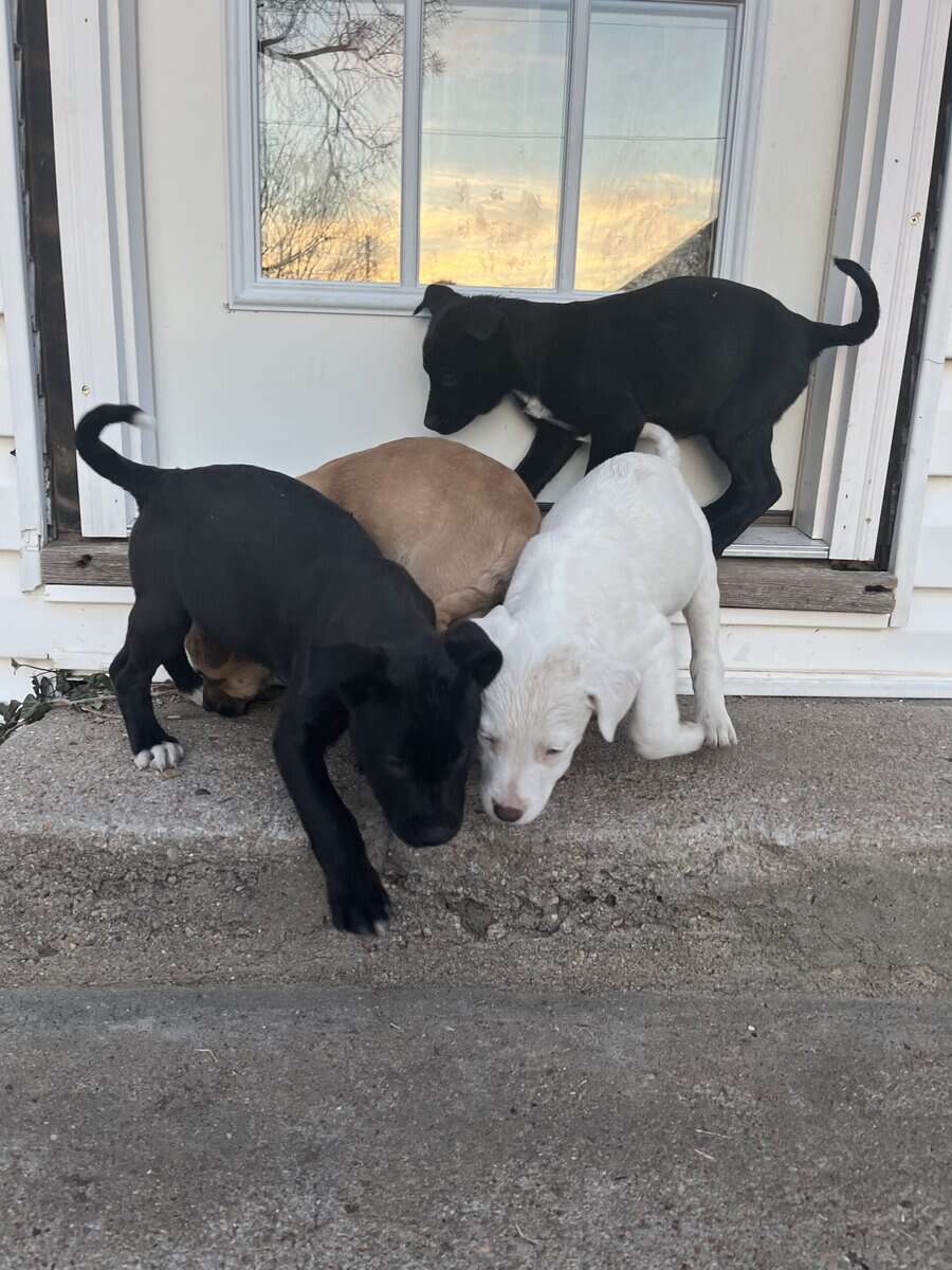 Lab mix puppies image 5