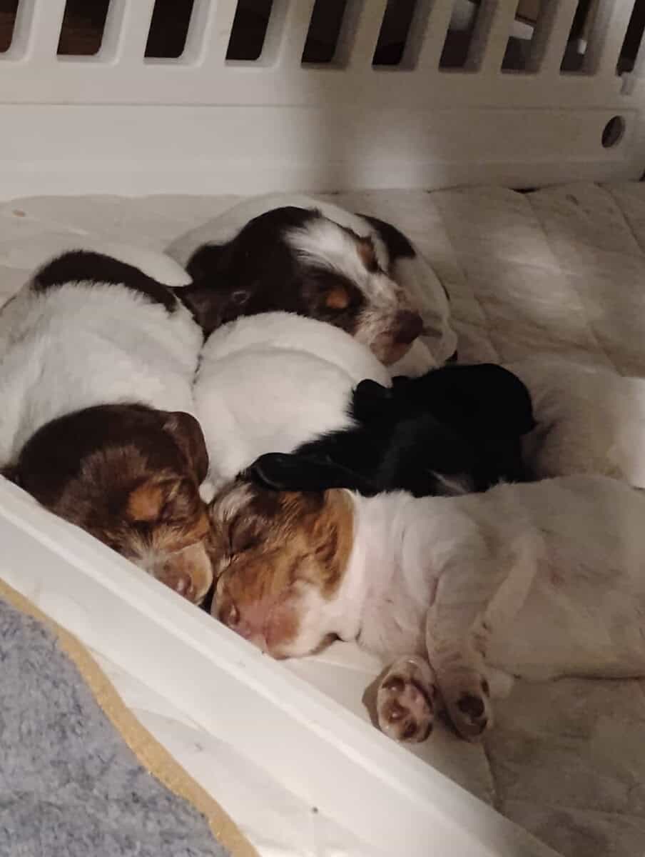Piebald Dachshund puppies image 2