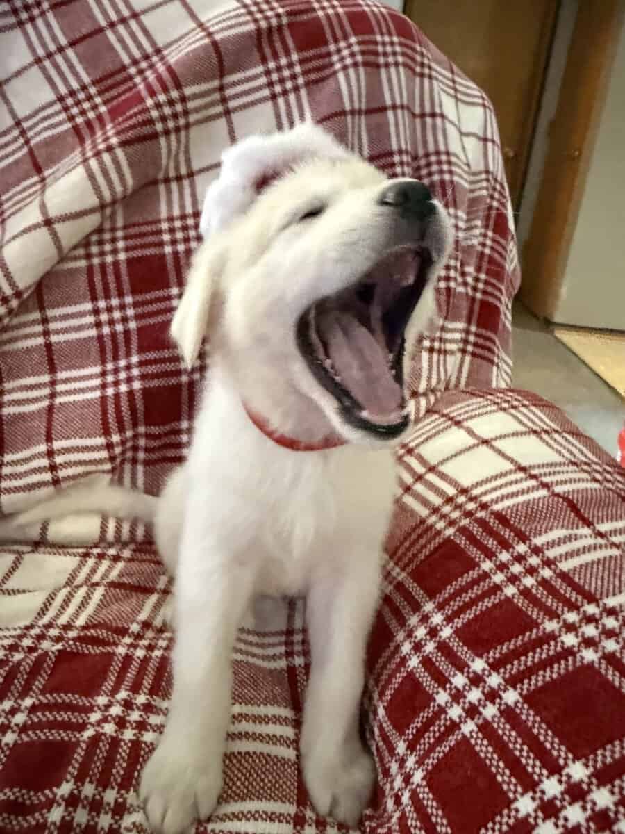 German Shepherd/Great Pyrenees image 5
