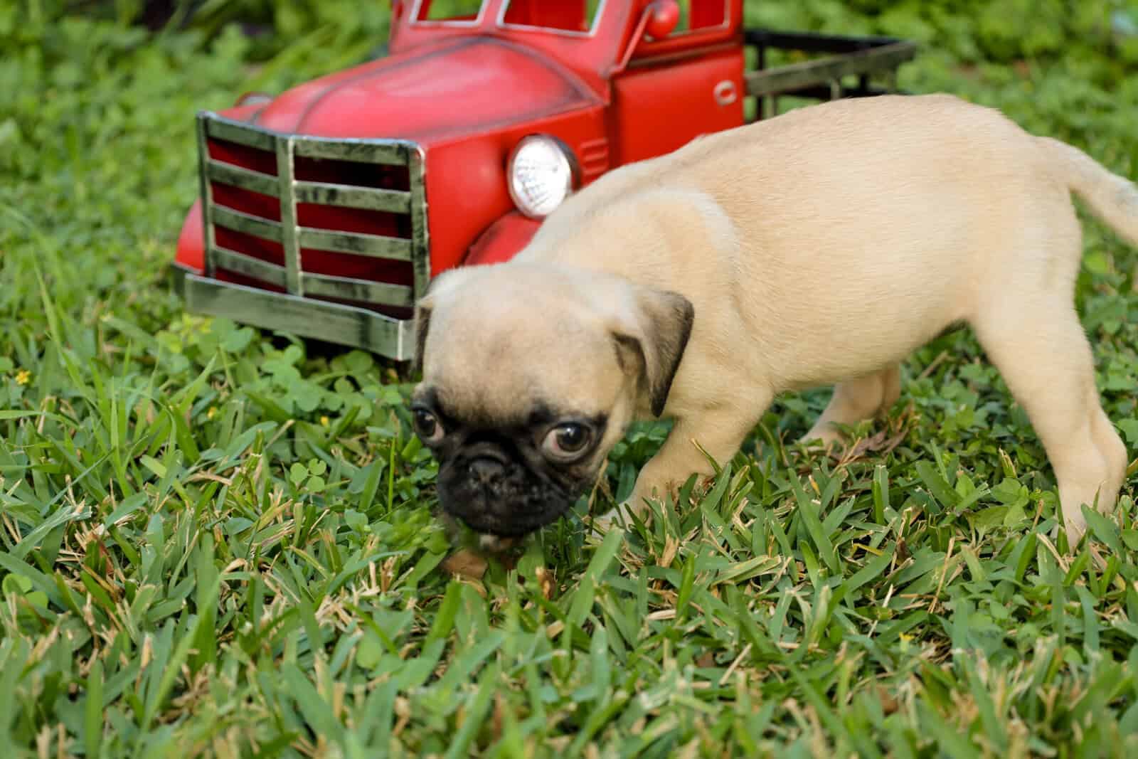 Pug puppies image 3