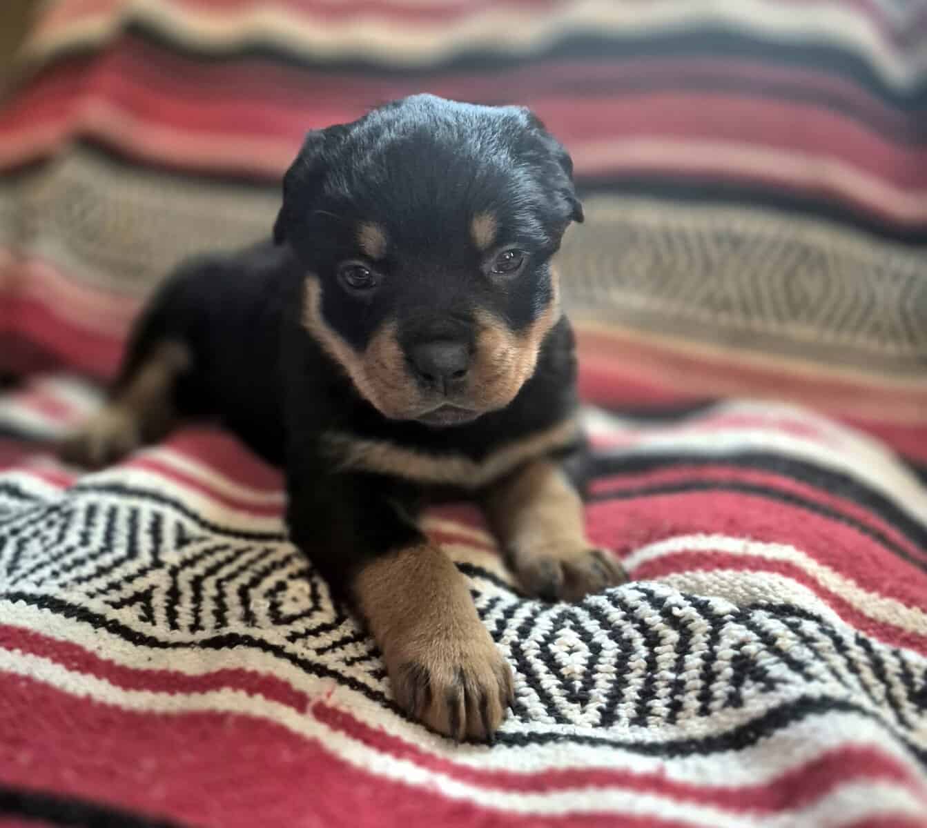 German rottweiler puppies image 6