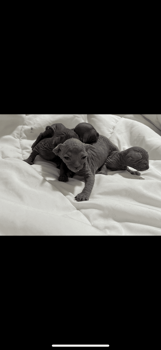 Beautiful Hairless Sphynx Kittens image 2