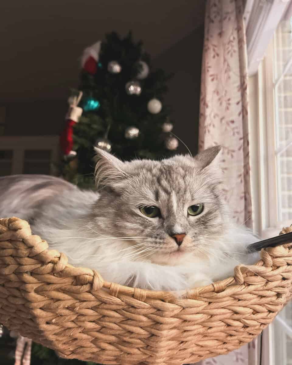 Siberian Cat image 2
