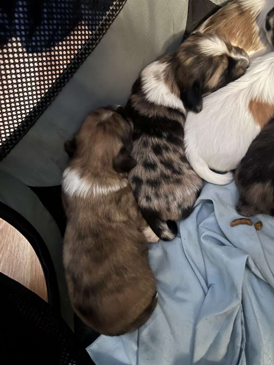 Shih tzu pups image 2
