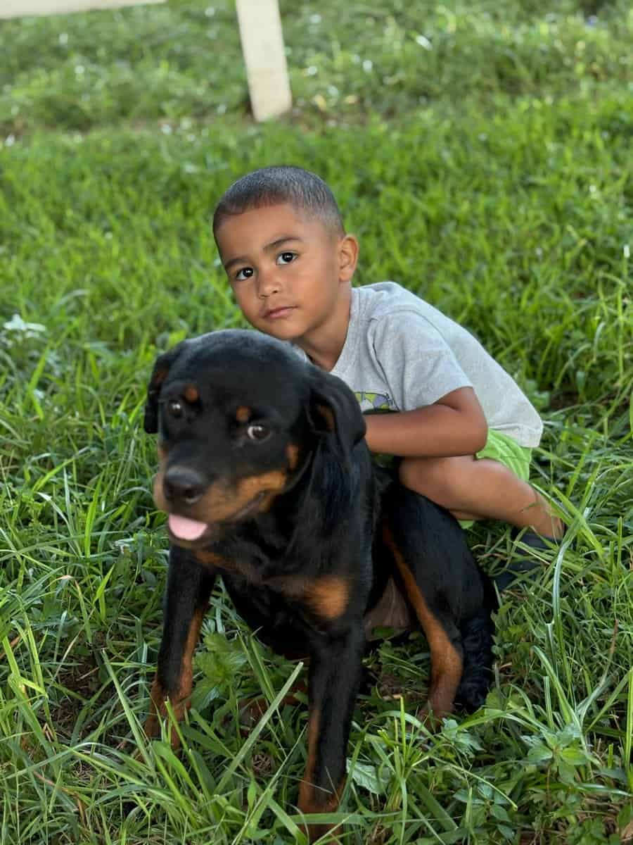 AKC Registered Rottweiler Puppies image 2