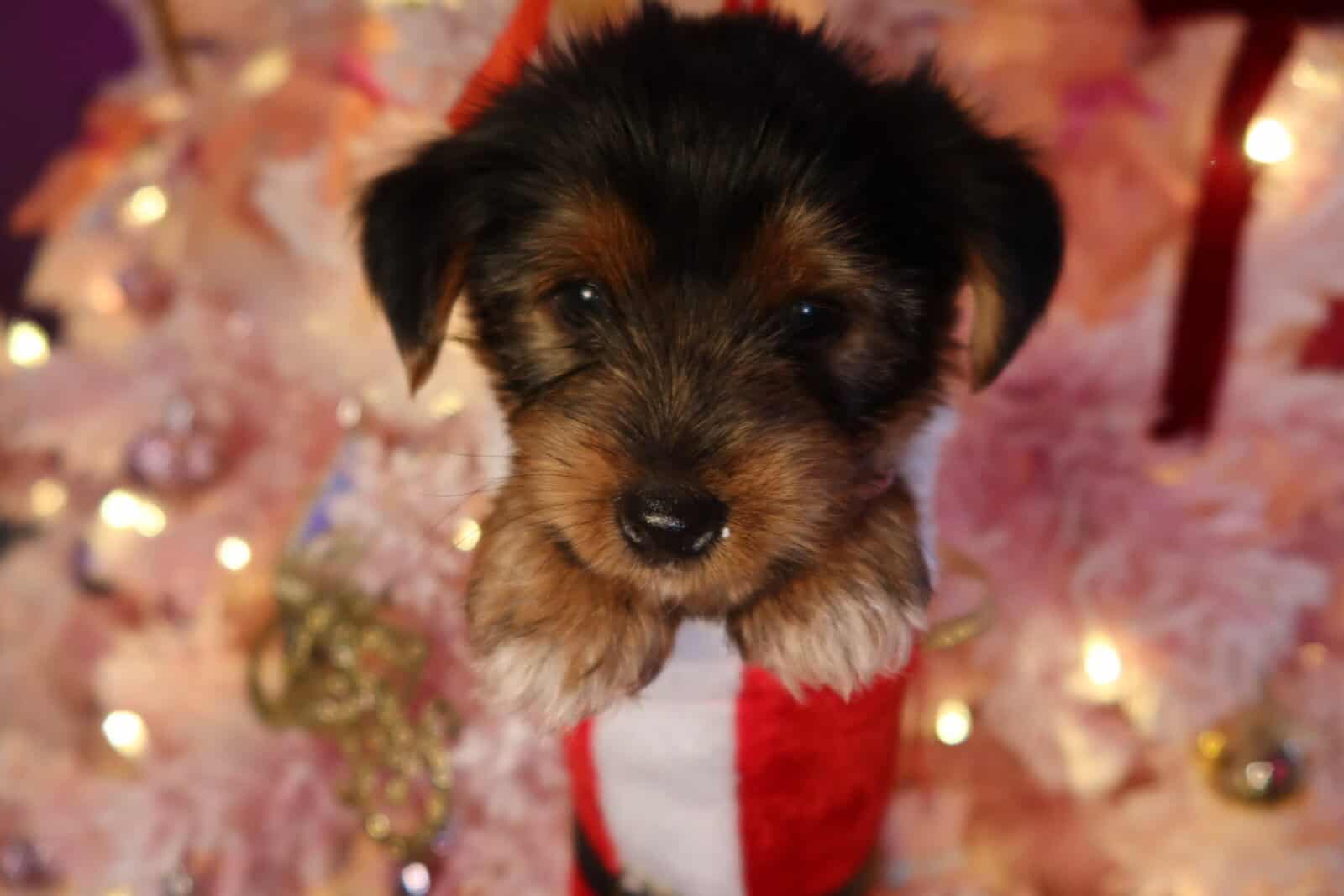 Adorable Yorkie Terrier Puppies Ready 4 Christmas image 4